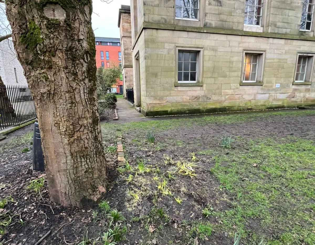 image shows gardens after clearance